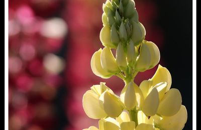 Des fleurs printanières aux fleurs d'été