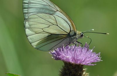 Aporia crataegi Gazé, Piéride de l’Aubépine lien