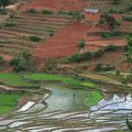 Madagascar et ses belles rizières