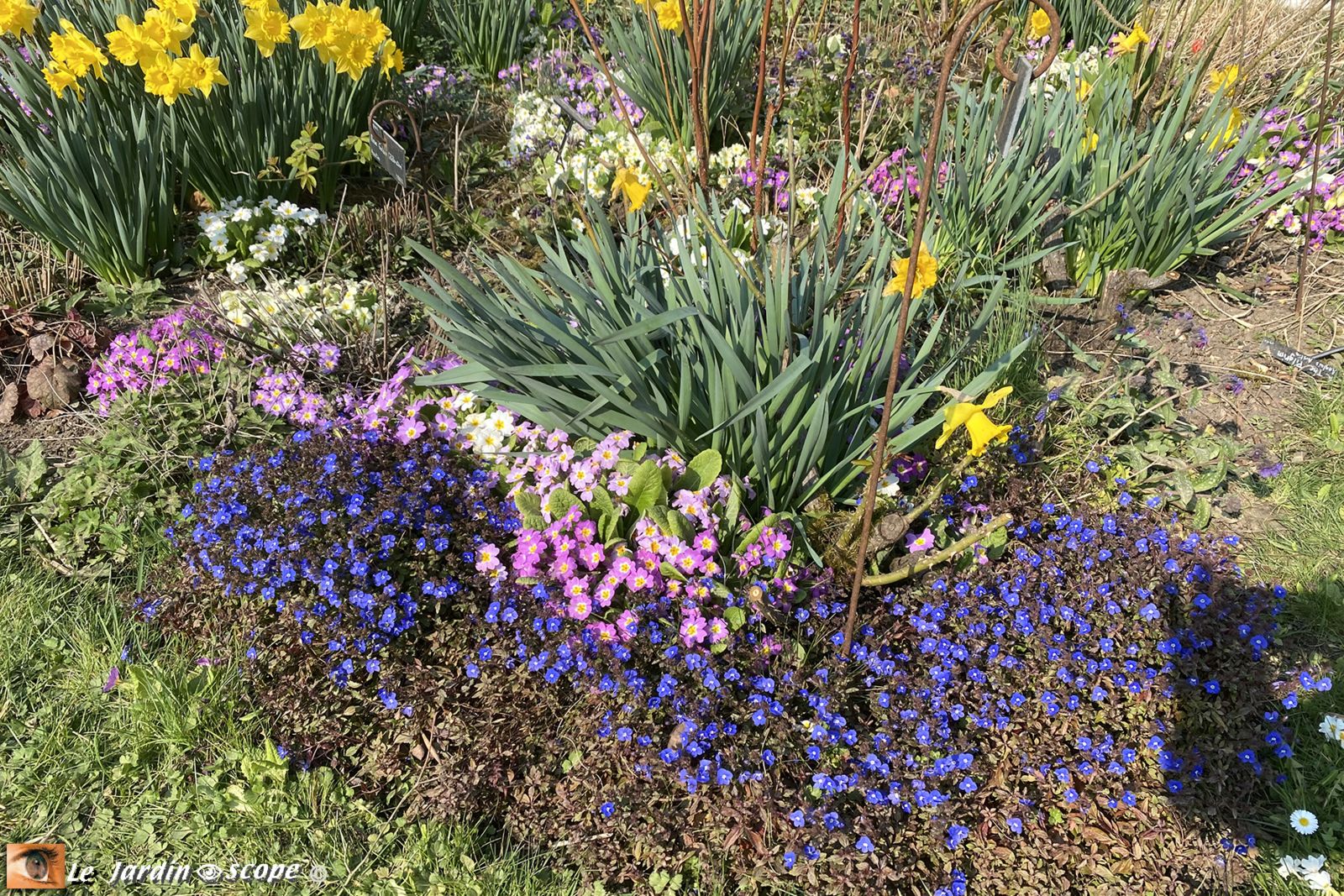 Veronica umbrosa Georgia Blue avec des Primevères et Narcisses