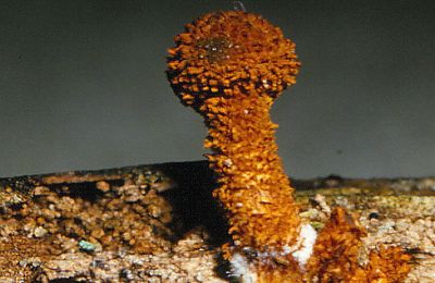 Flammulaster, Tubaria et ressemblants