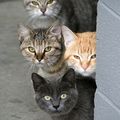 Cats of the world