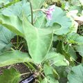 Un été sans fin - Aubergine en pleine terre - 33 degrés, 5e jour !!!