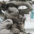 Un arbre très particulier rue de Vern à Rennes le 23 mars 2013 (1)