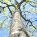 Au près de mon arbre ...