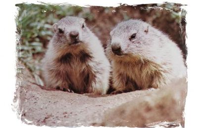 les marmottes des pyrénnées