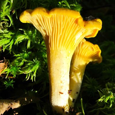 Cinq belles journées à Tylesand