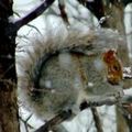 Avatar écureuil sur une branche