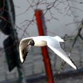 Mouette