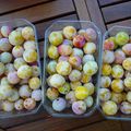 Déjà les mirabelles !!?