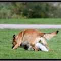 Jeux canins