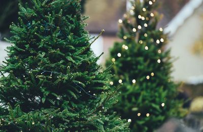 Bon plan : où trouver des sapins de Noël naturels gratuits ou pas chers pour Noël 2022 ? 