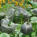 Les feuilles de courgettes ont gelé le 17 septembre dernier