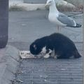 Comme chat et mouette