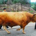 Fuzhou / 复州牛 