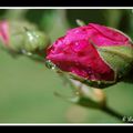 Après la pluie le............