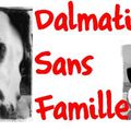 dalmatiens sans famille