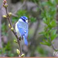 La Mésange bleue , Parus caeruleus ( les passereaux )