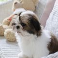 NEWS PETITES ANNONCES CHIOT CHIEN SHIH TZU CHIEN DU TIBET ELEVEUR ELEVAGE 34 30 11"NIMES LUNEL MONTPELLIER BEZIERS NARBONE