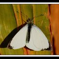  Pieris napi papillon de france 