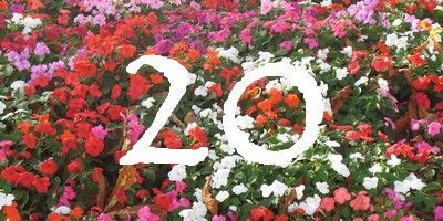 Penser à fleurir sa table