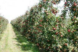 La libre cueillette de pommes au jardin près de Poitiers