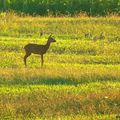 Animaux...de la nature