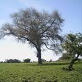 La brousse au Sénégal