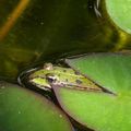 Quiz de grenouilles (La mare aux Capelinardiennes - 4)