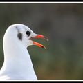 "Langage de mouette"