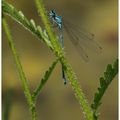 Agrion jouvencelle (demoiselle) à St Paul de Varces