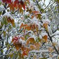 Neige d'Automne