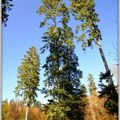 Mambo sapin, roi des Forêts...