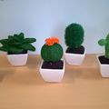 mes cactus !