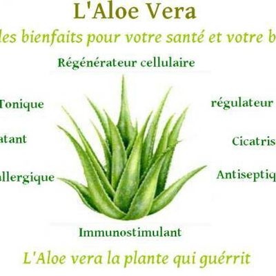 LES BIENFAITS DE L'ALOE VERA EN INTERNE