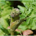 Fleurs: Angélique des bois!