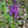 sur la seconde photo, observez l'orchis mâle