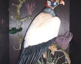 Collection d'oiseaux naturalisés @ Cornette de Saint Cyr - Paris