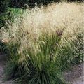 🌾- DESHAMPSIA CESPITOSA