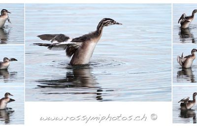 Bébé Grèbe testant ses ailes. Canon D7/ Canon