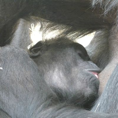 #44 - Gare au gorille!