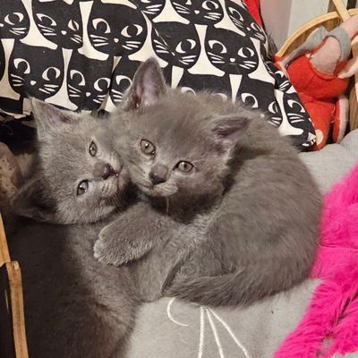 Bébés Chartreux à réserver: