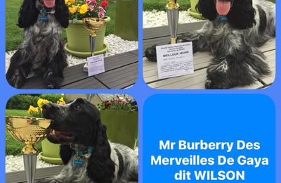 Résultats Wilson (Mr Burberry des Merveilles de Gaya) en expo canine