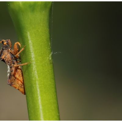 Phymata crassipes...
