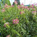 Les même superbes fleurs roses