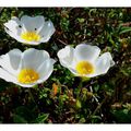 Petites fleurs blanches du Sud