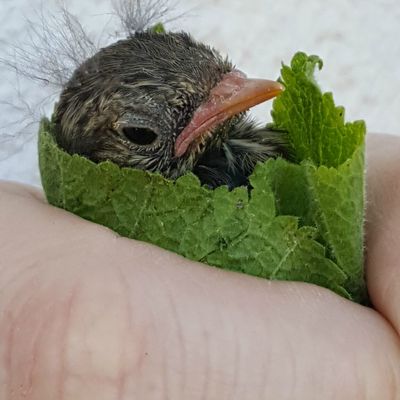 Etourneau tombé du nid
