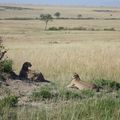 • SAVANNAH ADVENTURES • Safari Kenya - Tanzanie - Ouganda