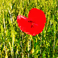 Je rêve de coquelicots