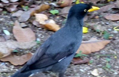 Drôles d'oiseaux marcheurs ...